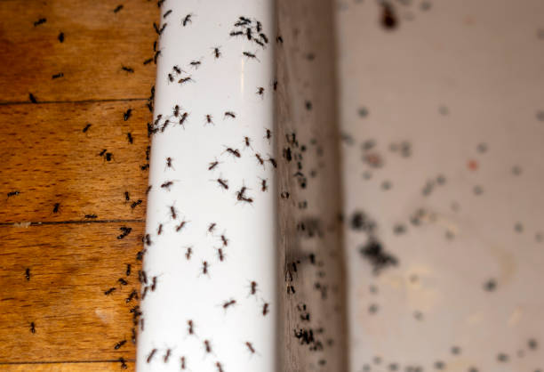 Best Bed Bug Extermination  in Desoto Lakes, FL