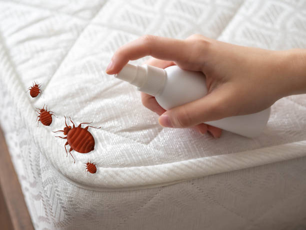 Professional Pest Control in Desoto Lakes, FL