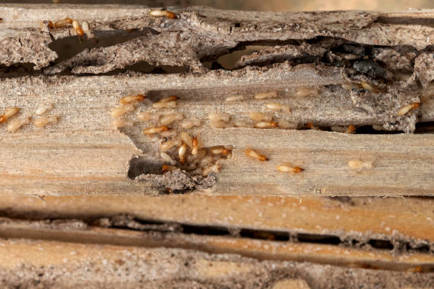 Best Emergency Pest Control  in Desoto Lakes, FL