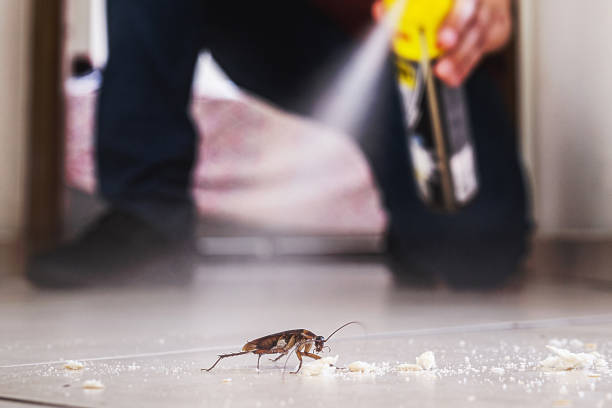 Best Wasp Removal Services  in Desoto Lakes, FL