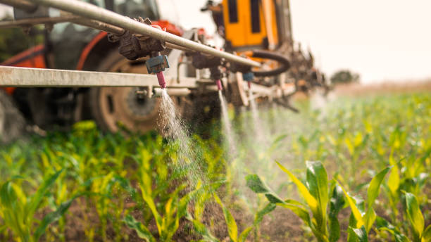 Best Ant Control Services  in Desoto Lakes, FL